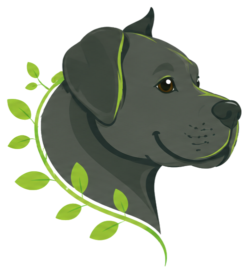 Carl, the Bark 'n Greens Cane Corso, with a pea-shoot vine